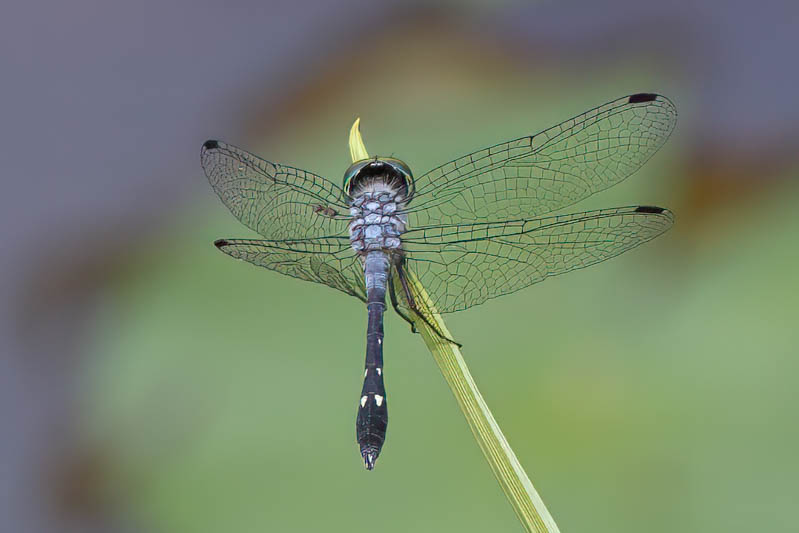 Micrathyria debilis (Peten Dasher) male-2.jpg